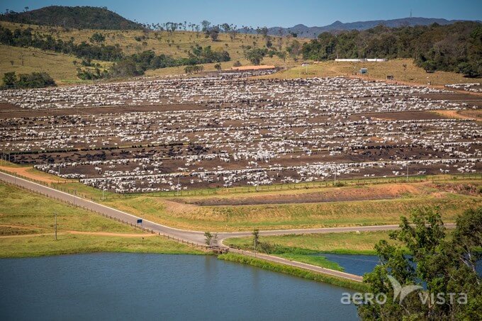 fotos_aereas_jbs_friboi_gado