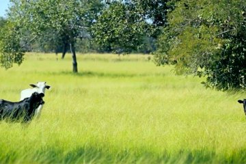 Fazenda de Gado